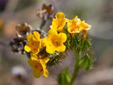 Pinnacles NM 008